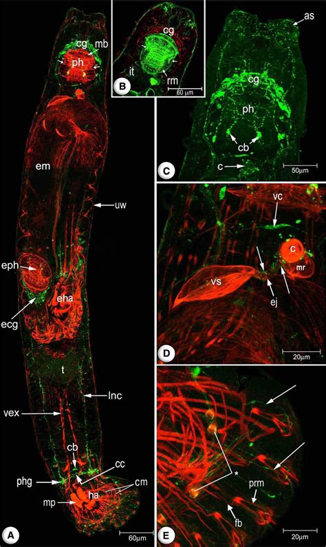 Confocal Scanning Laser Micrographs Of Whole Mount Preparations Of G