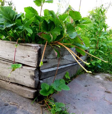 Bush Strawberry Plant with Runners for Propagation in Garden Stock Photo - Image of agriculture ...