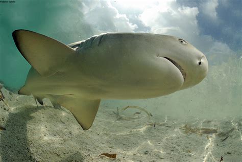 Lemon Sharks Return to Their Birthplace to Have Babies | Live Science