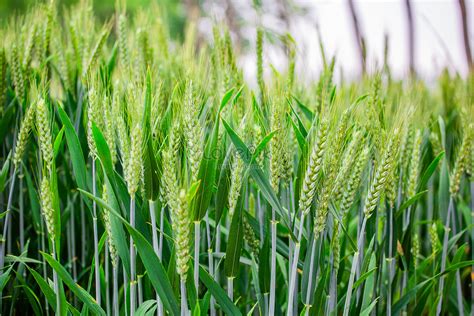 Green Wheat Picture And HD Photos | Free Download On Lovepik