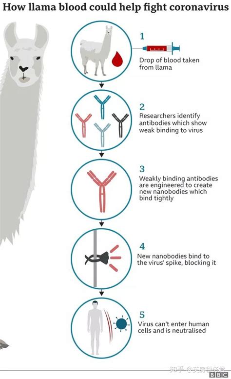英国科学家发现羊驼体内有新冠抗体？！鲍里斯宣布商店内强制戴口罩 知乎