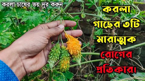 করোলা চাষের ৩টি সমস্যা ও সমাধান করলা চাষ পদ্ধতি Bitter Gourd