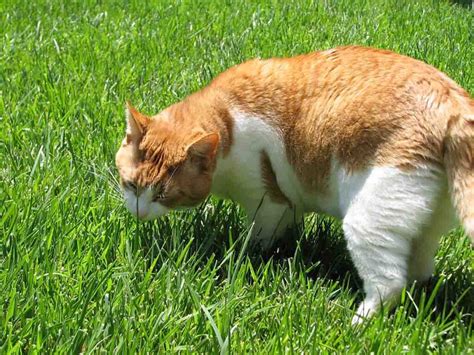 Why Do Cats Like Cat Grass Information