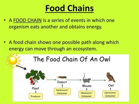 Food Chain Presentation Food Chain Biology Ppt Youtube – NBKomputer