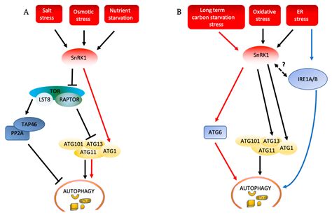 IJMS Free Full Text Target Of Rapamycin In Control Of Autophagy