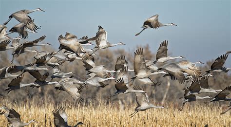 images prairie flock wildlife fauna cool image goose
