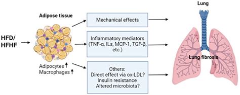 Frontiers Obesity And The Development Of Lung Fibrosis