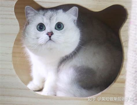 银渐层猫可以长到多少斤？ 知乎