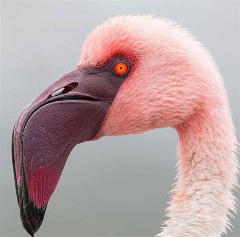 Flamingos Have Weird Downturned Beaks Because They Eat With Their