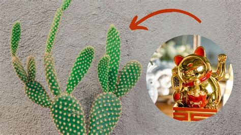 Aprovecha Estos Tipos De Cactus Para Darle Vida Al Interior De Tu Hogar