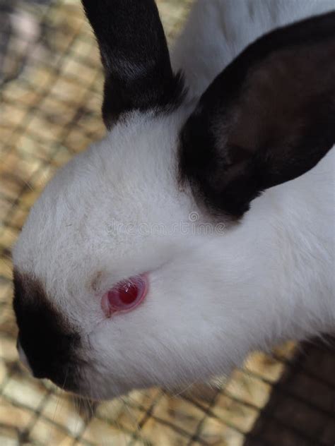 Conejo Blanco Con Orejas Negras El Contenido Del Conejo En La Jaula