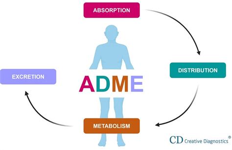 Metabolism Of Drugs Creative Diagnostics