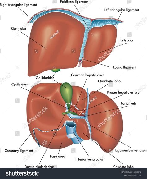 126 Coronary Ligament Images, Stock Photos & Vectors | Shutterstock