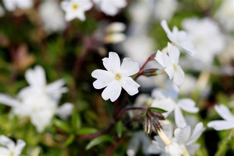 Wood Sorrel Flower Plant - Free photo on Pixabay - Pixabay