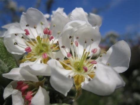 Kostenlose Foto Natur Ast Bl Hen Wei Frucht Blume Bl Tenblatt