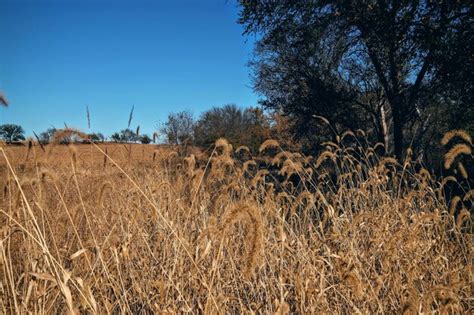 Premium Photo Dry Grass On Field