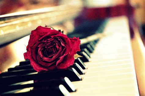 Rose on piano by Sasukelover0202 on DeviantArt