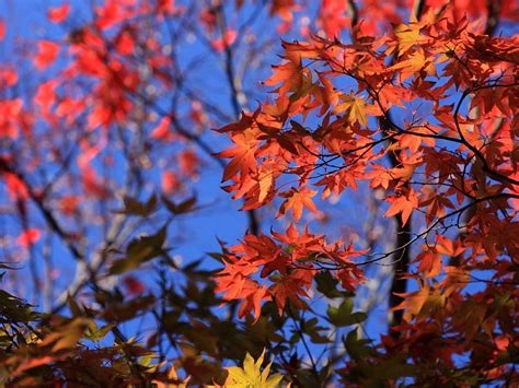 Wallpaper Sunlight Leaves Nature Sky Branch Autumn Flower