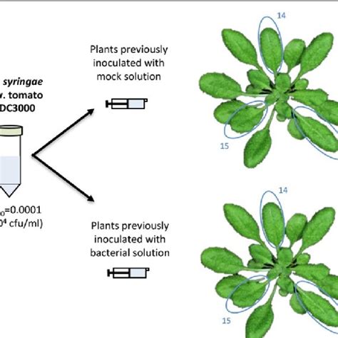 Typical Leaf Distribution On A Week Old Arabidopsis Plant The Leaves