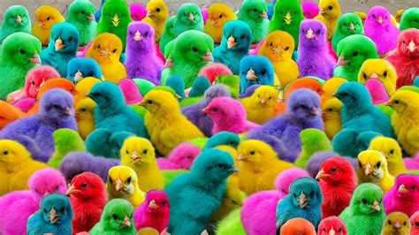 Catch Cute Chickens🐤🐥🐣🦆🐧🐟 Colorful Chickens Rainbow Chicken Rabbits