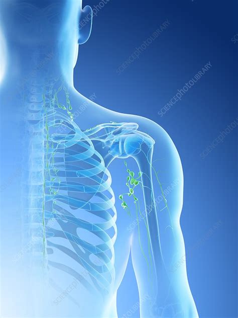 Lymph Nodes Illustration Stock Image F026 6136 Science Photo Library