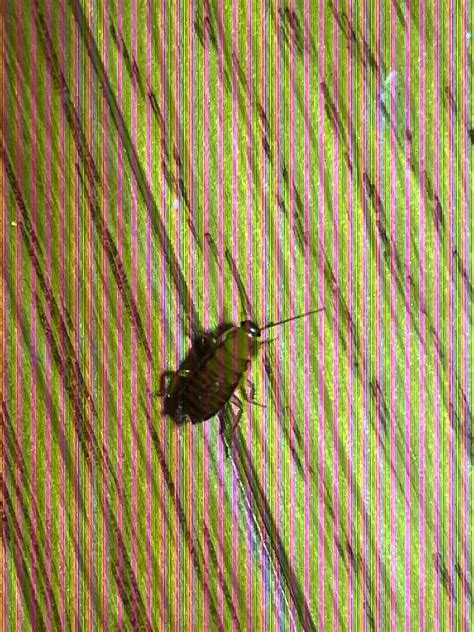 Western Pennsylvania, inside the house. : r/whatisthisbug