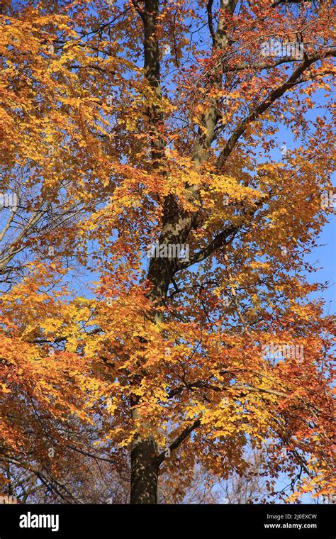 Deciduous trees in autumn colors Stock Photo - Alamy