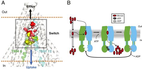 Reversing The Direction Of Drug Transport Mediated By The Human