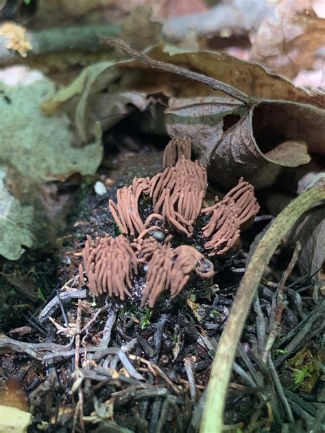 Stemonitis Splendens Chocolate Tube Slime Mold Mushrooms Of Ct