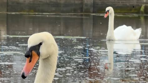 Swan Pen Loves Seeds Anglesey Swan Pair Coming For Seeds 8