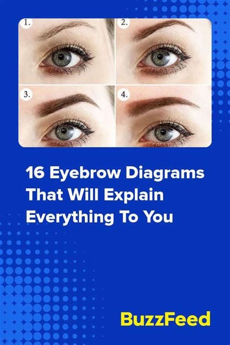 16 Eyebrow Diagrams That Will Explain Everything To You Eyebrows