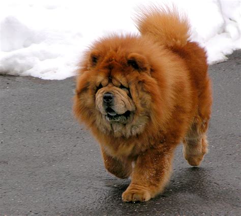 Chow Chow Photos And Wallpapers The Beautiful Chow Chow Pictures