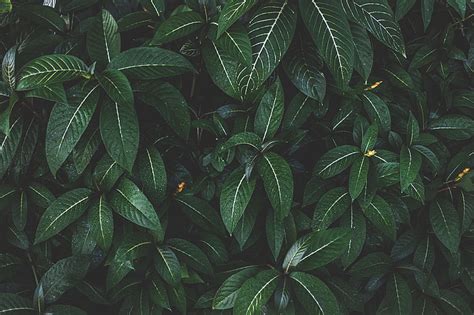 Plantas De Hojas Verdes Planta Hojas Verde Rayado Arbusto Fondo