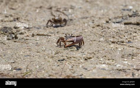 Sand Fiddler Crabs Uca Pugilator J N Ding Darling National