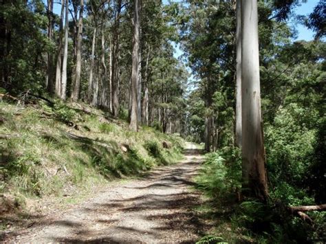 Meridian Maps Wombat State Forest 4WD Map Lupon Gov Ph