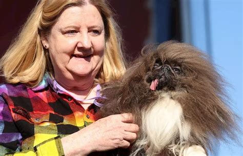 Pekinese Wild Thang ist hässlichster Hund der Welt Deutschland