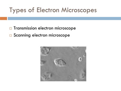 PPT - Light Microscopy & Electron Microscopy PowerPoint Presentation ...