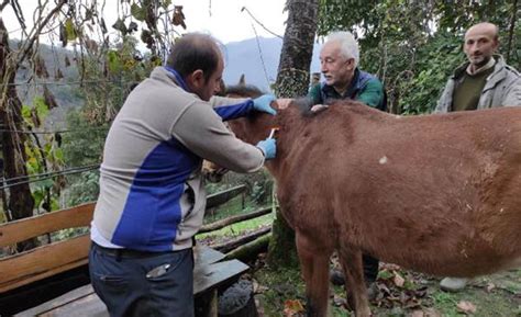 Giresun da tek tırnaklı hayvanlar kayıt altına alınıyor