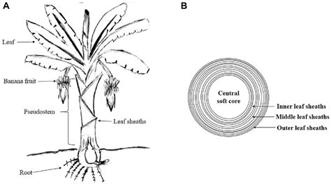 Banana Plant Diagram