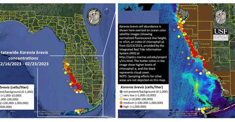 Red Tide Continues Marching North Through Gulf Coast Beaches Health