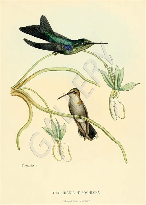 Set Of 9 Vintage Hummingbirds Prints Set No 176 Antique Hummingbirds