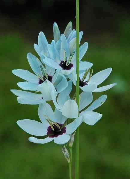 FLOWERS ENCYCLOPAEDIA: Ixia flower