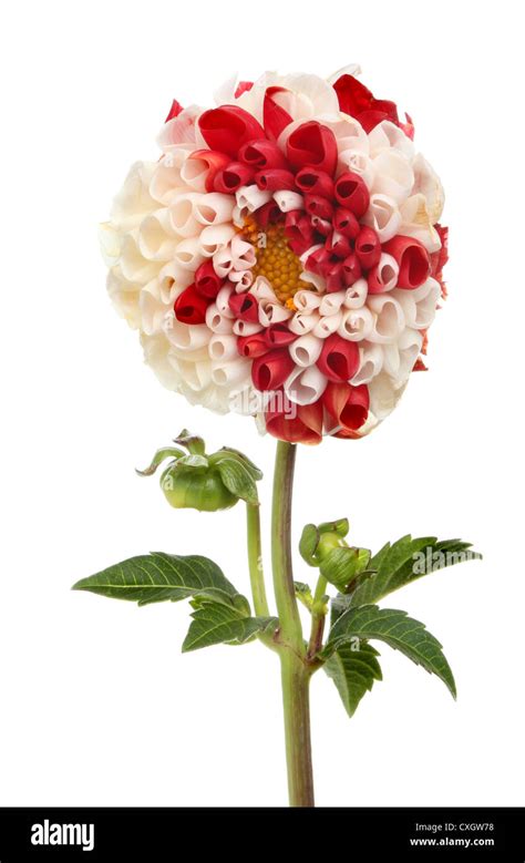 Pom Pom Dahlia Flower Buds And Foliage Isolated Against White Stock