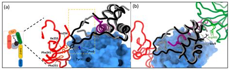 Cells Free Full Text Understanding Igf Ii Action Through Insights