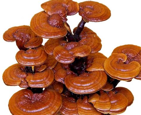 Reishi Mushroom Ganoderma Lucidum