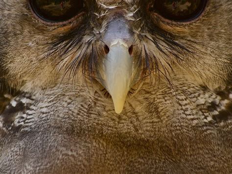 The Sage Portrait Of An Owl Smithsonian Photo Contest Smithsonian