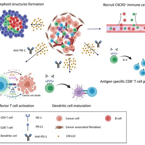 CXCL13 CXCR5 Signaling And Response To Immune Checkpoint Blockade In