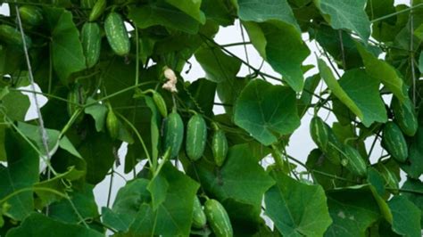 Harvesting When And How Harvesting Of Ivy Gourd Is Done