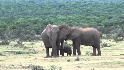 Baby Elephant Excitedly Greets Its Dad