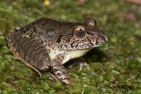 Giant Barred Frog Mixophyes Iteratus Watagans Np Nsw Isaac